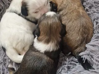 Lhasa apso/ shih tzu blandingshvalpe