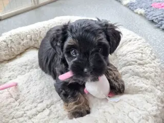 Smukke Bichon Havanais hvalpe 