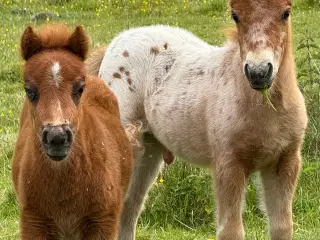 Mini Pony 