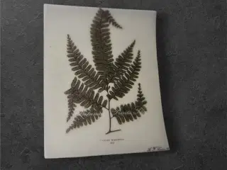 Bregne-inspireret papir til kreative projekter