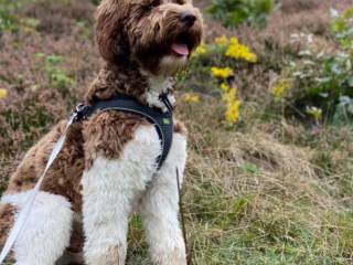 Labradoodle hvalpe flere generation