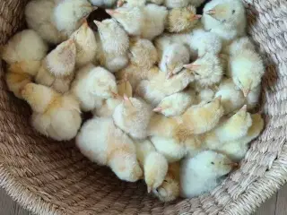 Skrukhøne med æg- få dine egne nyklækkede kylinger