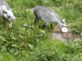 afrikanske dværggeder