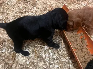 Skønne cockerspaniel hvalpe 