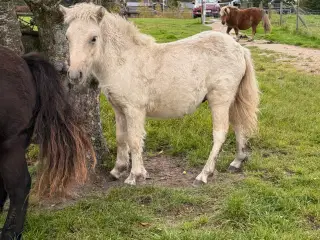 Palomino shetlænder 