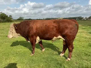 Hereford tyr