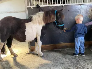 Shetlænder vallak søger nyt hjem 