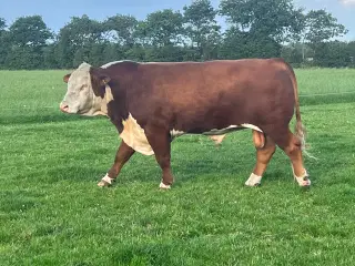 Hereford tyr sælges 