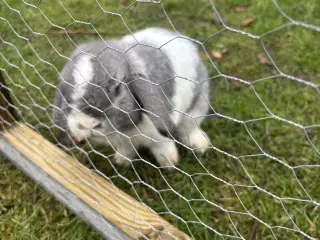 Minilop han kanin ca.8 måneder gratis