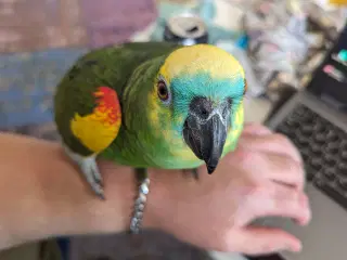 BP Amazone papegøj 