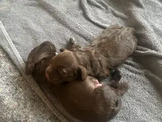 Ft cocker spaniel hvalpe