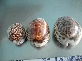 Konkylier ( Tiger Cowrie ) , 3 stk