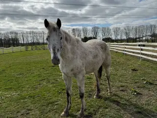 Knabstrupper vallak og hoppe 