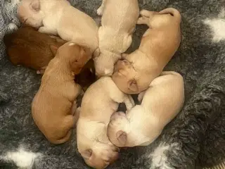 Bichon havanais hvalpe 