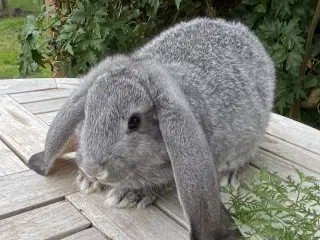 FRANSK VÆDDER HAN CHINCHILLA