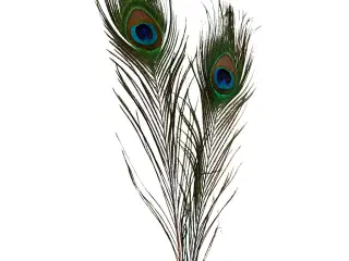 Påfuglefjer, L: 25-30 cm, 10stk./ 1 pk.