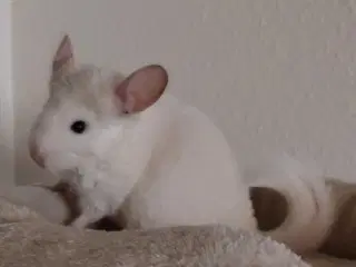 2 Chinchillaer + Bur og Startfoder 