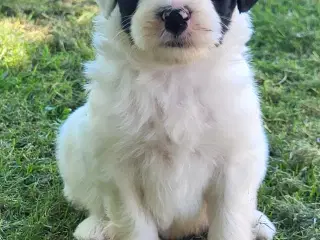 Yndige Tibetanske Tempelhvalpe.