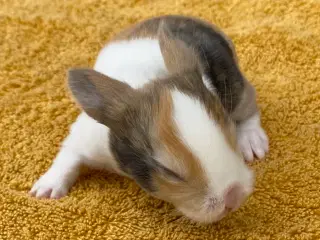 HOLLÆNDER HUN JAPANER SORT/GUL