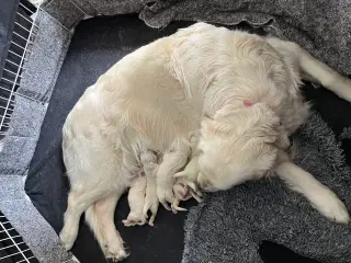 Golden Retriever hvalpe