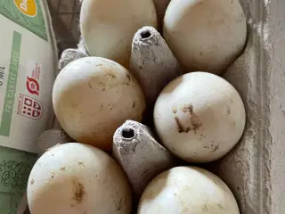 Rugeæg fra læbeænder