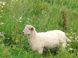 Gimmerlam 