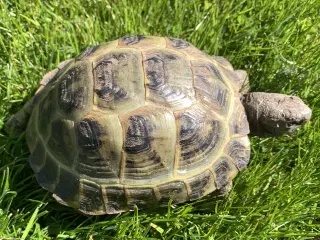Russiske landskildpadder der savner nyt godt hjem