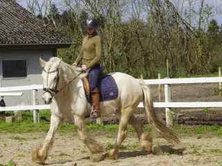 Irish cob hoppe palomino