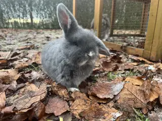 Lionlop kaninunge børnevant og tam