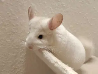 Pink White Hun Chinchilla ❄️