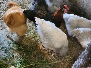 Renracet maran og lavendel orpington, haner