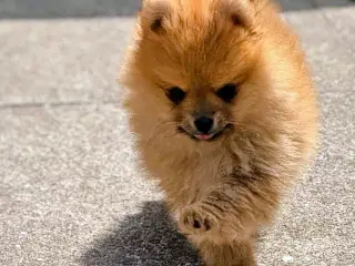 Pomeranian hvalp