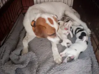 Dansk-svensk gårdhund