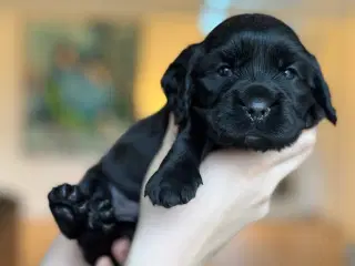 Engelsk cocker spaniel/ Cavalier king Charles 