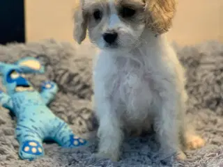 Mini Maltipoo er helt rejseklar nu 