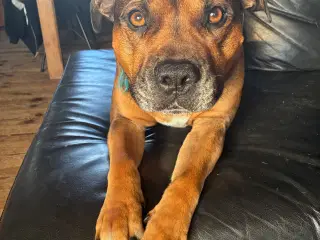 Staffordshire bullterrier