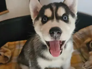 11 stk rene Siberian Husky  hvalpe