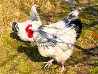 sussex stor race ruge æg 10 kr