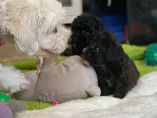 Mini Maltipoo babyer 