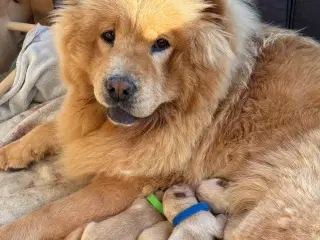 Chow Chow Hvalpe 