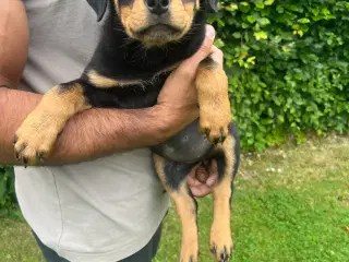 Rottweiler 