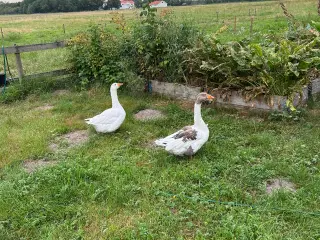 Gåse par
