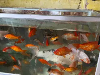 Guldfisk sælges
