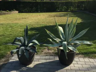 2stk Agave planter