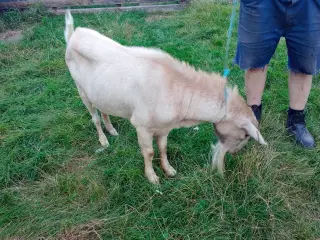 Fin gedebuk sælges