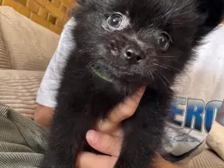 Pomchi hvalp 