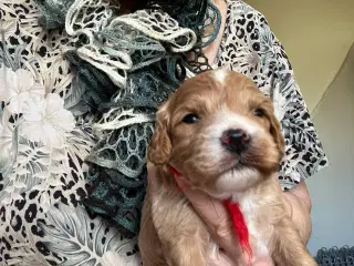 Cavapoo 