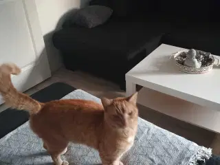 Sød hankat søger nyt hjem 