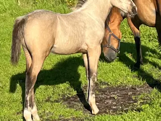 Hingst føl 