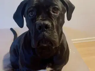 Canecorso tæve 